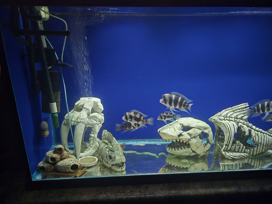 Продам аквариум большой