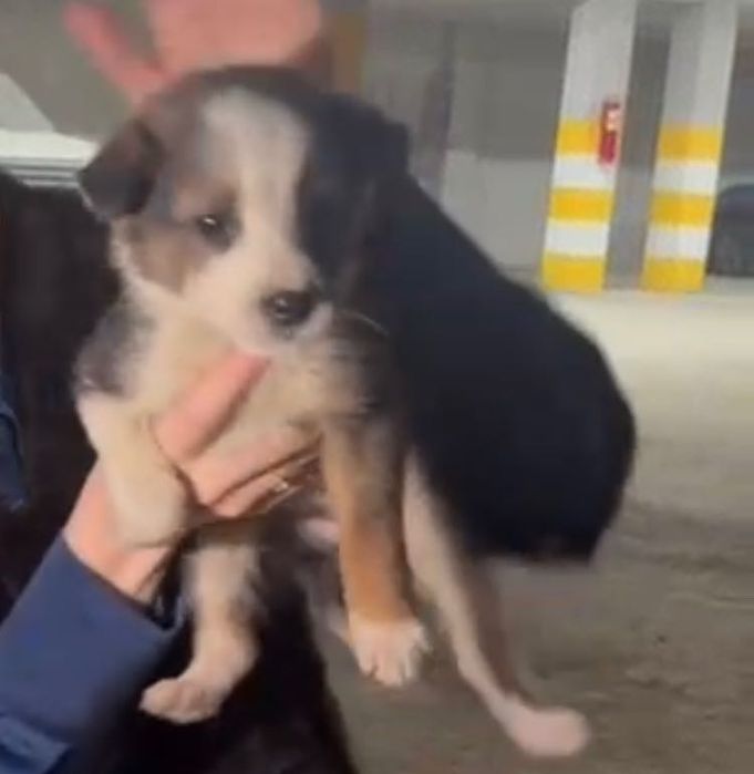 Щенки девочки и мальчики  срочно в добрые руки