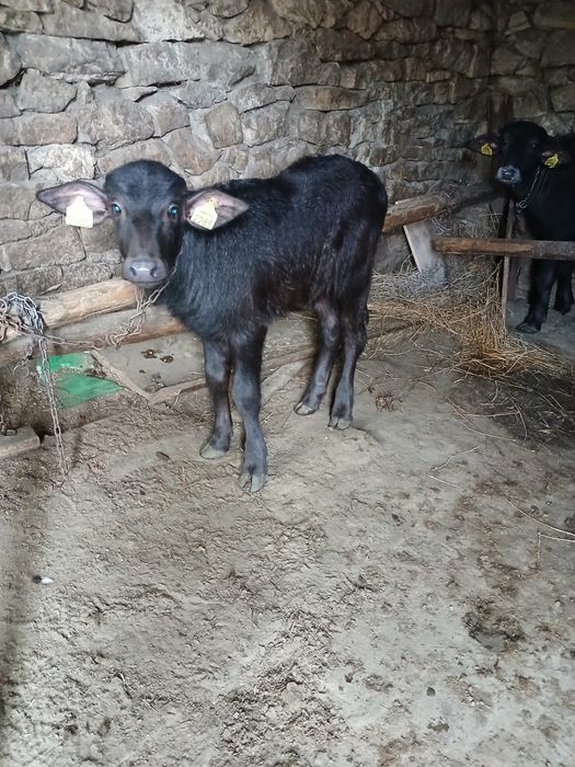 Vând bivolita cu vitică