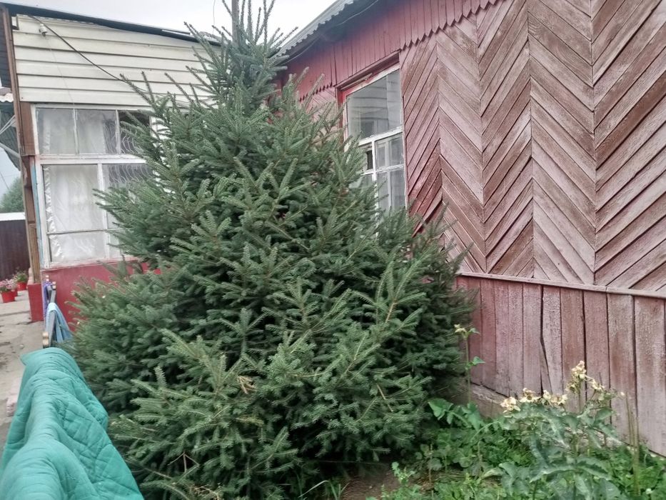 Юлка хорошая Две юлки