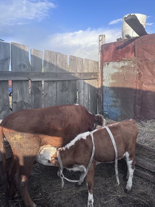 Продам корову с теленкам