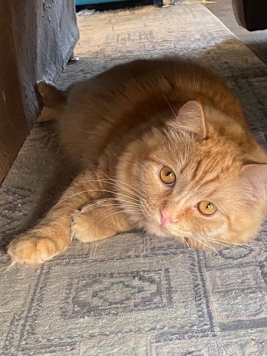 Кот,домашний,приученный