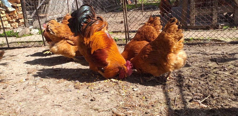 Găini  Hampshire,Bielefeldersi Araucana de vanzare
