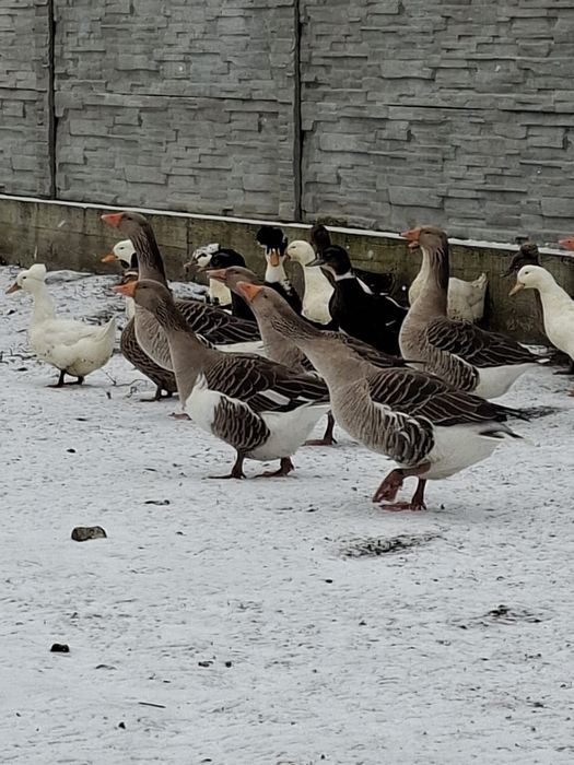 Vand gâște ramanesti