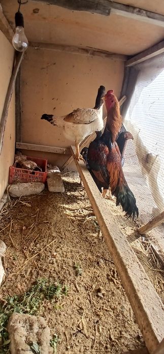 Дакан тухумлари бор сотамиз зоти карес