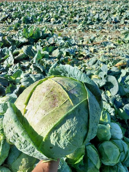 Varza de BUZĂU de vânzare