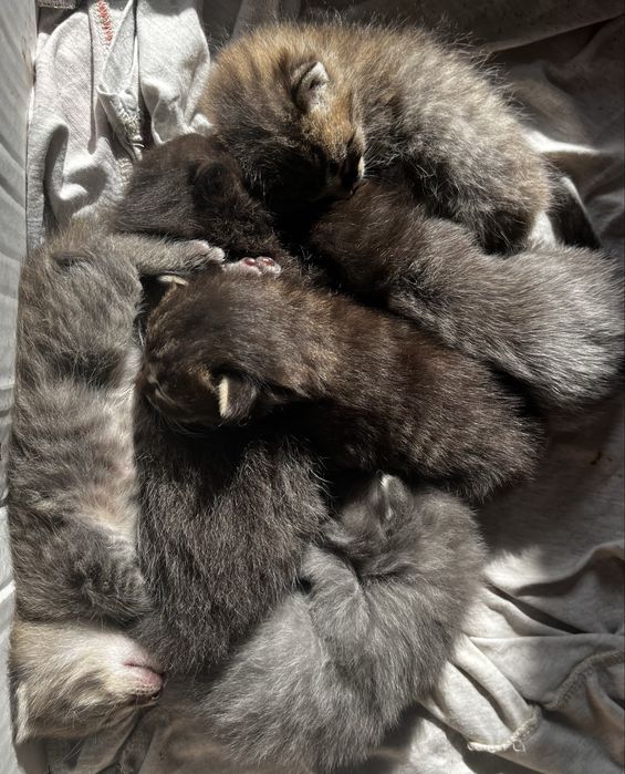 отдам котят в добрые руки