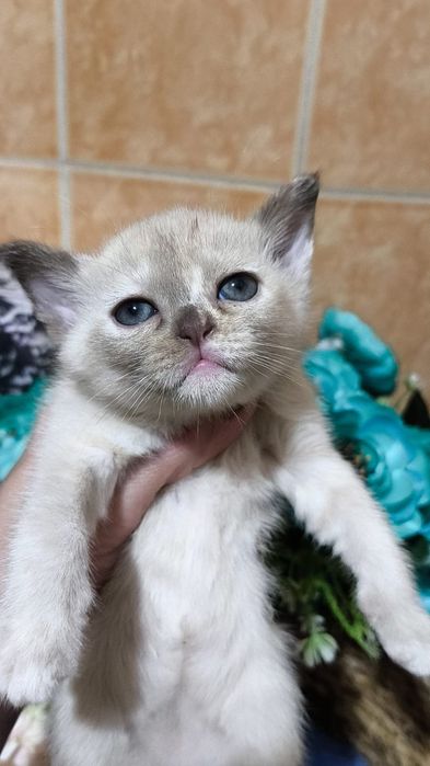 Бурманские котята