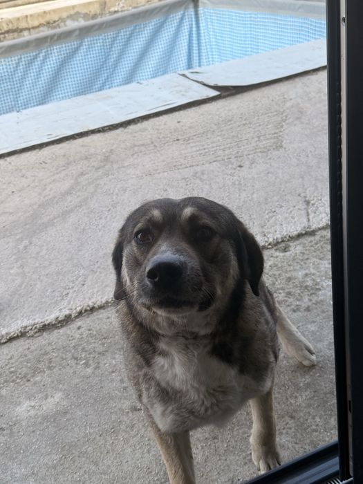 Подарявам дебел добродушко