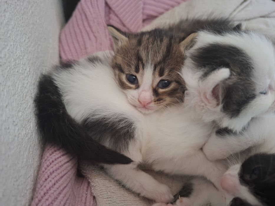 Сладки малки котета