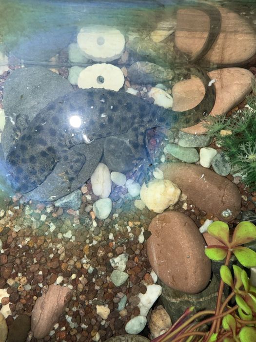 Продам тритона водяного