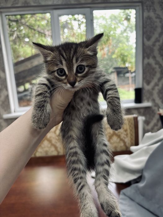 Очаровательные котята ищут дом!