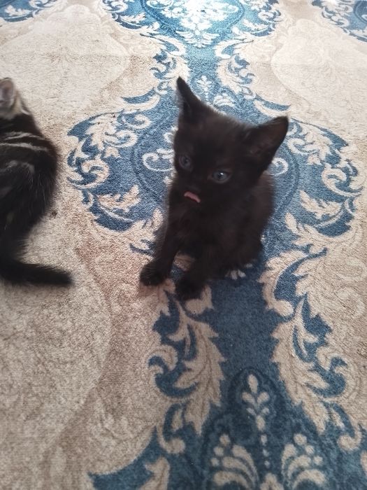 Отдам котят в добрые руки