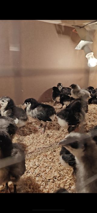 Avstralops Rumin joʻja | Toza qon | 7-10 kunlik vaksinalangankun

100