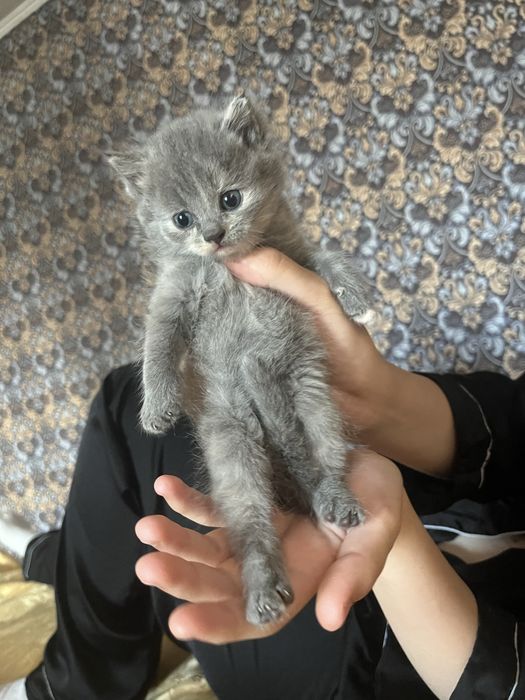 Девочка скоттиш страйт