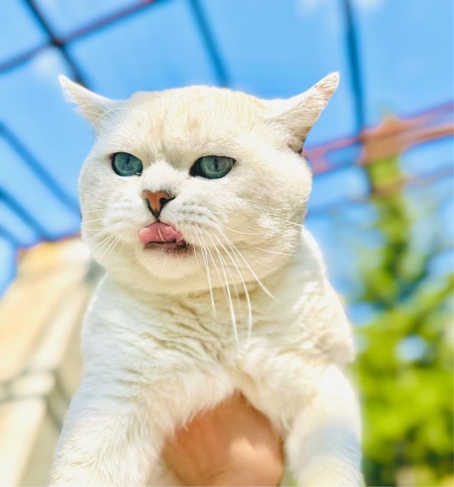 Шиншилловые котята бронь