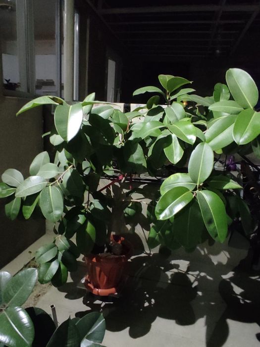 Продаю комнатные растения