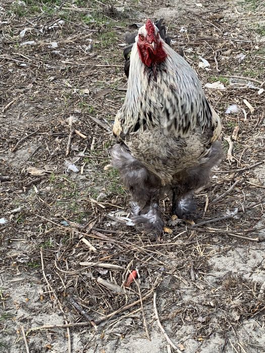 Млади петли(не чистокръвна Колумбийска брама)