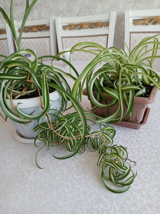 Продам хлорофитум