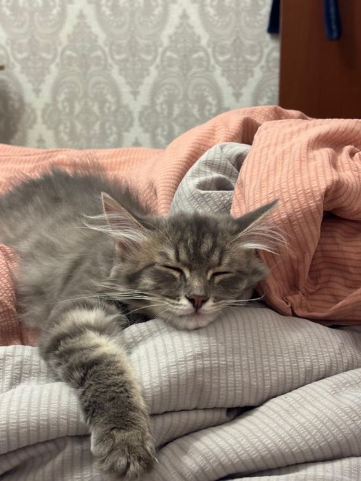 Отдам в хорошие руки котенка