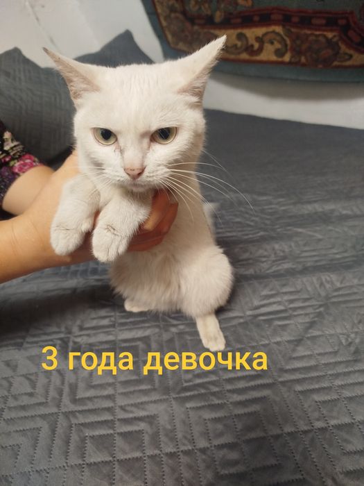 Отдам кошек хороших