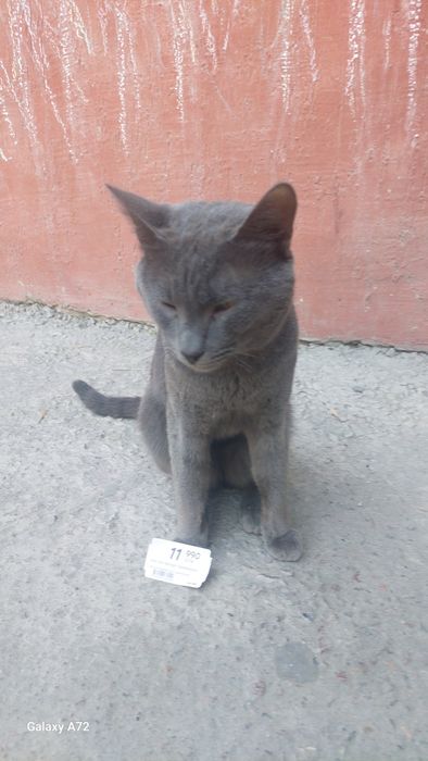 Продаем кота завут ботон