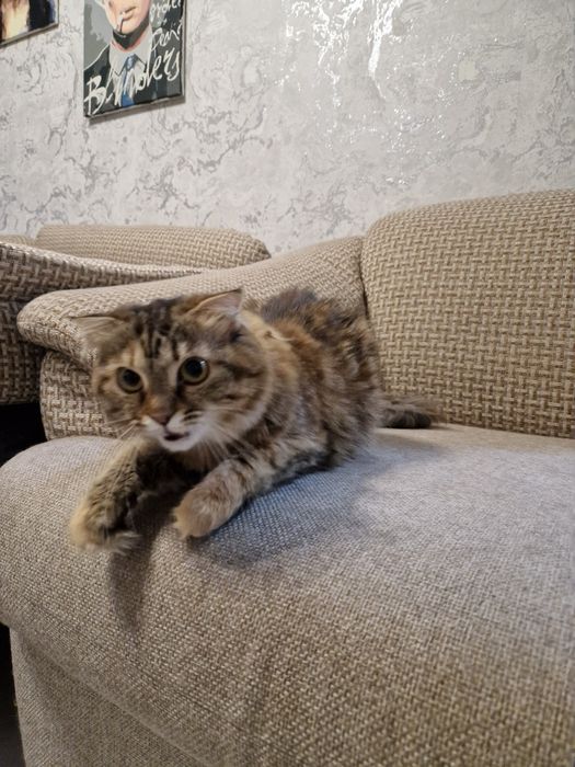 Отдам кошку в добрые руки