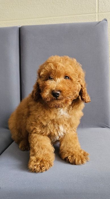 Băiat Caniche Miniatura