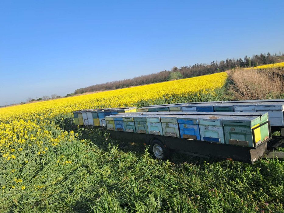 Remorca apicola 1.300 kg