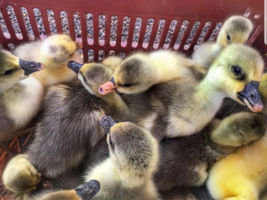 Rățuste polare, pui, boboci de gâscă!