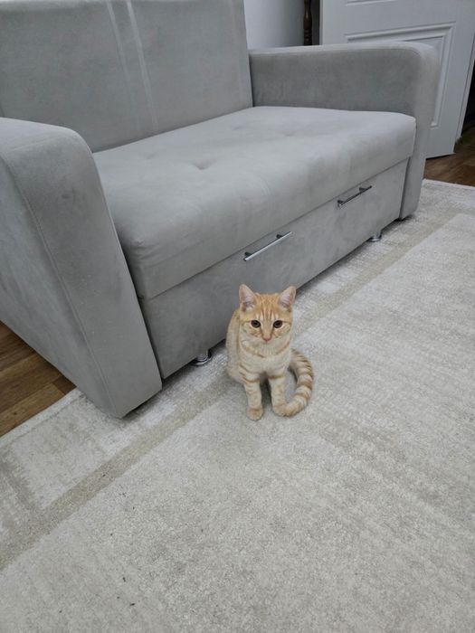 Котенок, Аки, милый