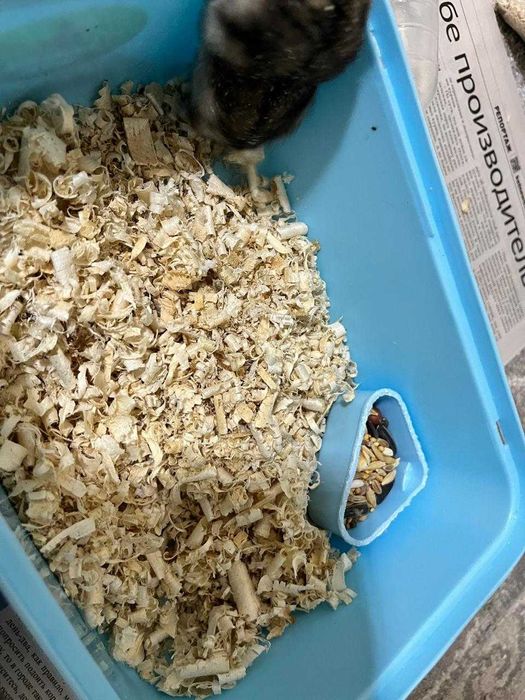 Продам Хомяка с контейнерам