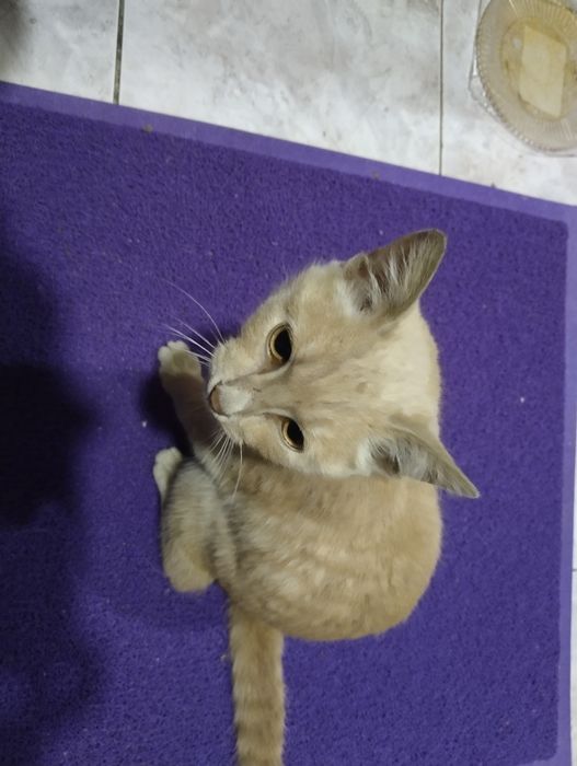 Возьмите кошку, добрые люди.