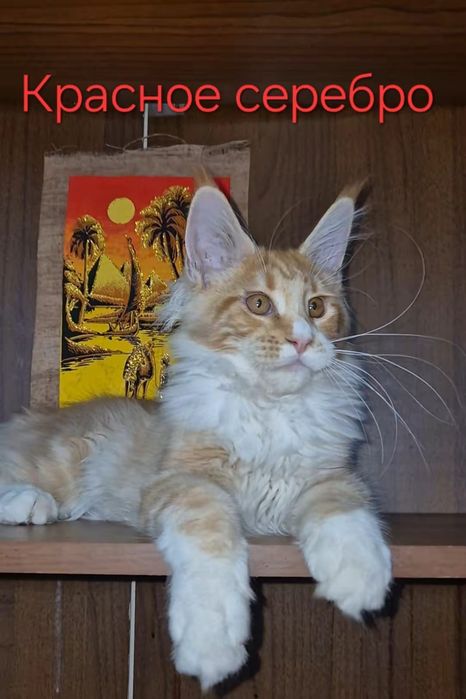 Котята породы Мейн-кун