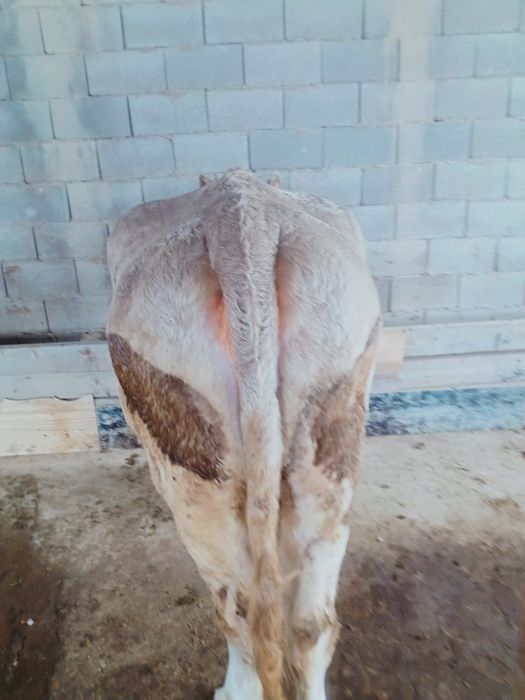 Продам корову на согым