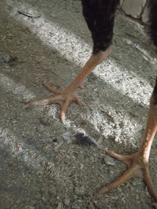 Дакан тухуми сотилади