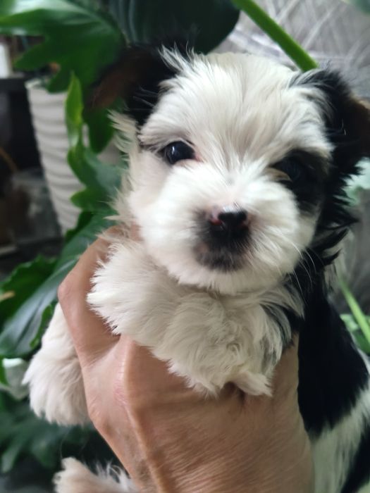 Малыши Бивер Йорка