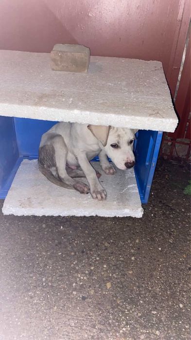 Catelus abandonat in cautare de adapost! Ugent !!