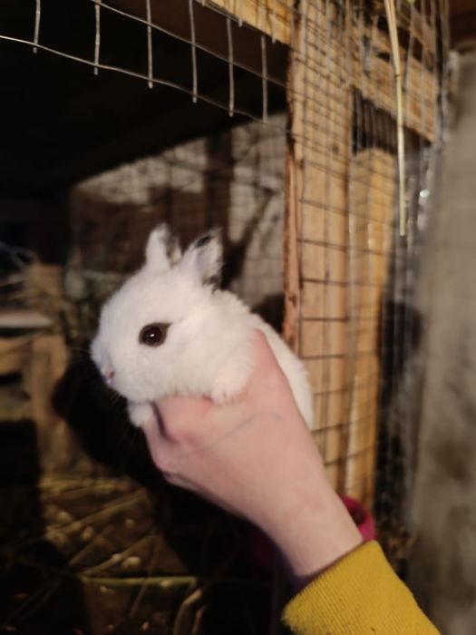 Карликовые кролики