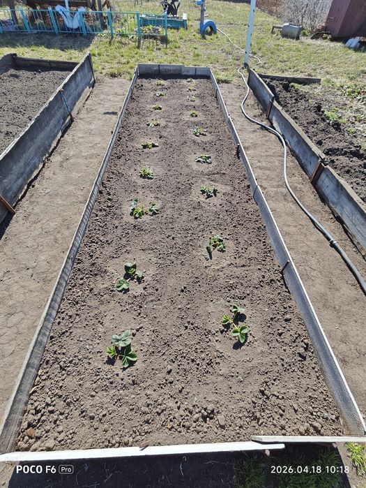 Рассада клубники!