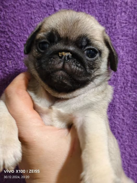 Очаровательные щенки мопса.