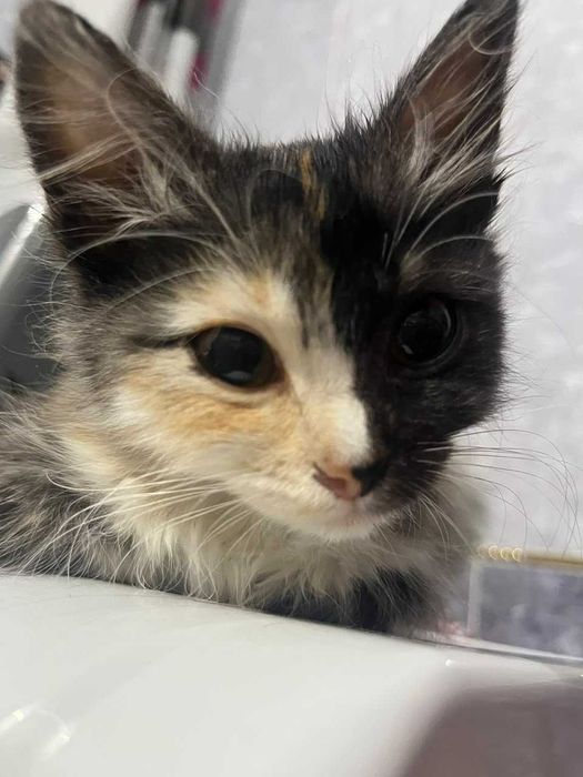 Котенок девочка ищет теплый дом!!!