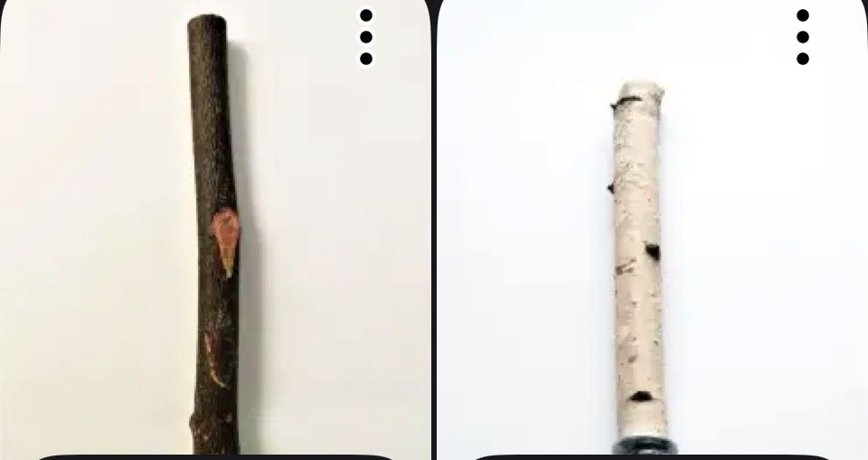 Попугай девочка со всем что надо