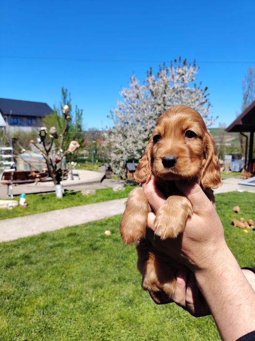 Puiuț cocker spaniel