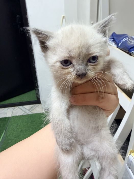 Отдам котят в добрые руки