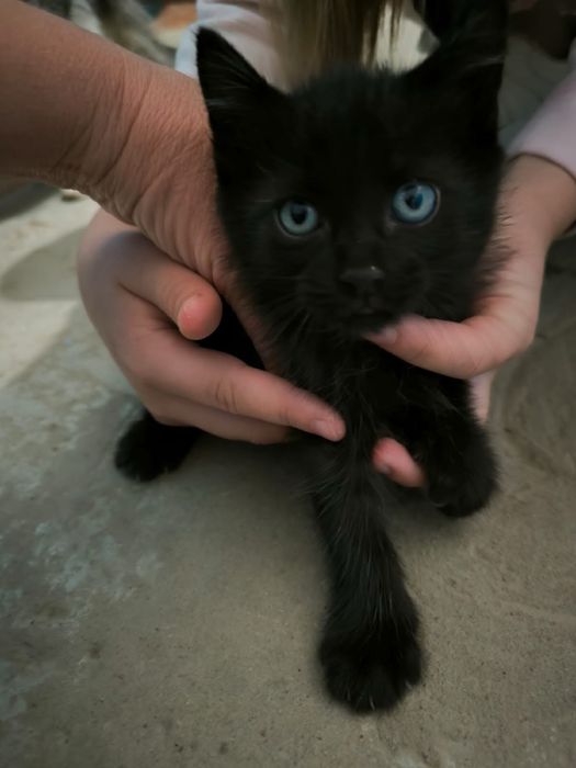 Котята 2 месяца ищут себе дом