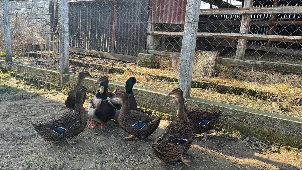 Oua de rața rasa Rouen