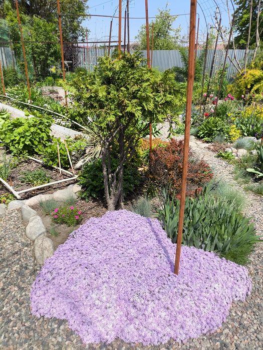 Продам почвопокровники