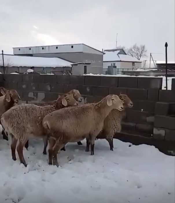 ҚОЙ СОЙЫП Береміз Доставка Бар