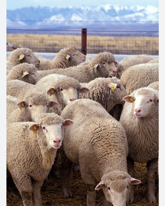 Qo'y yungini olish xizmati